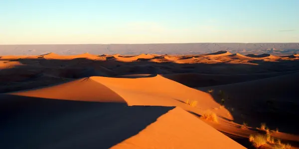 Choosing Between Morning and Evening Desert Safaris: A Guide
