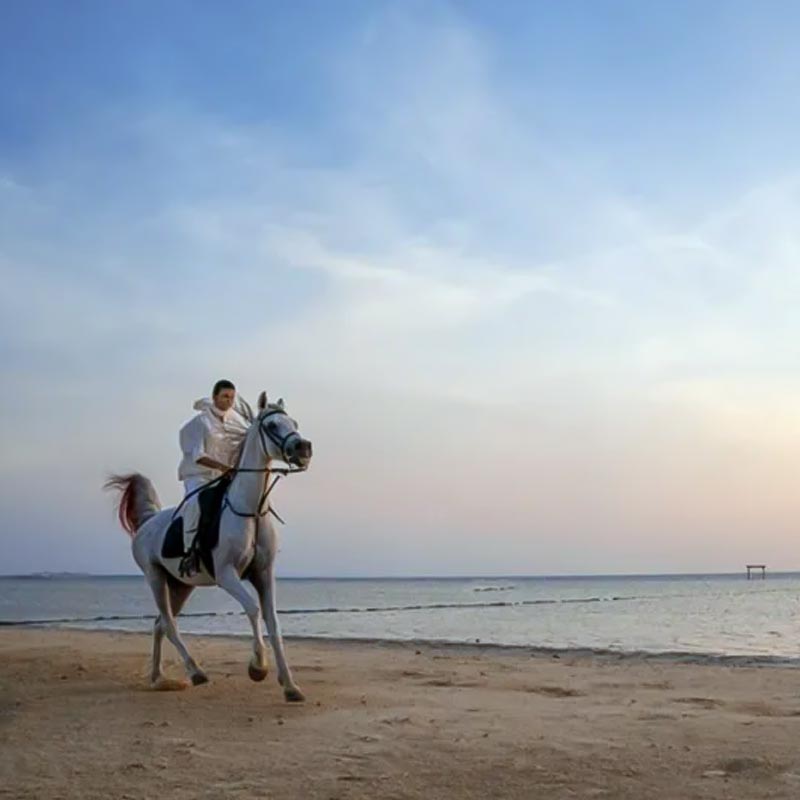 desert horse riding jeddah-sm