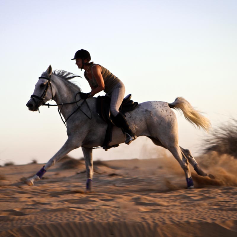 desert horse riding jeddah-sm
