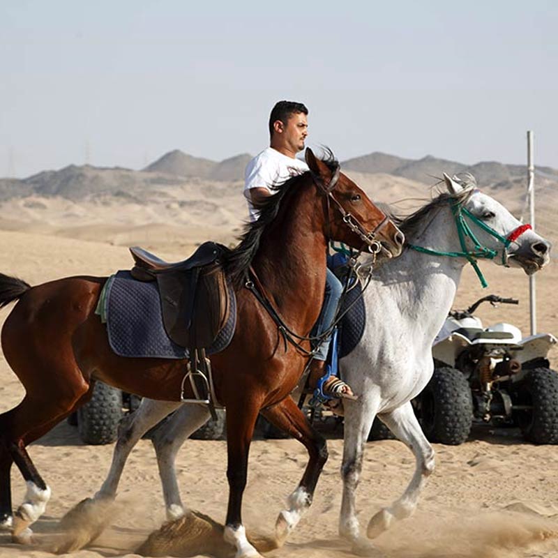 desert horse riding jeddah-sm