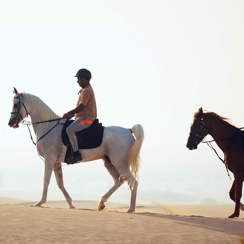 desert horse riding tour riyadh-sm