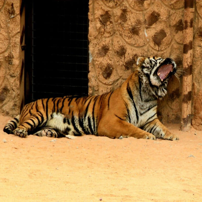 Wildlife park tour-sm