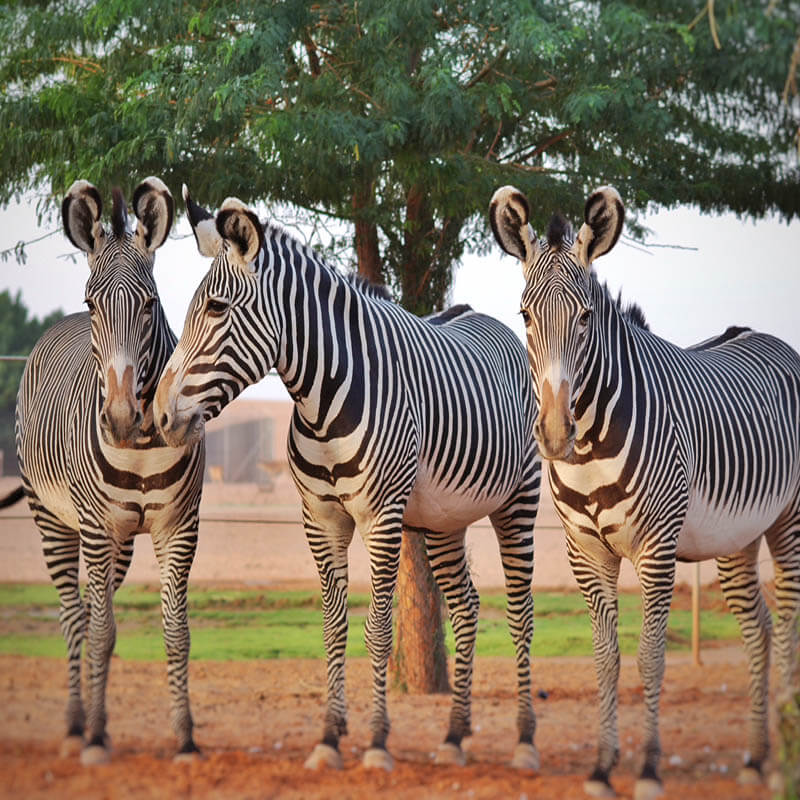 Wildlife park tour-sm